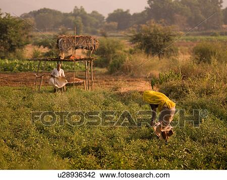 Stock Image - "Rajasthan, India - people tending their garden". Fotosearch