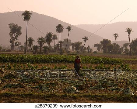 "Rajasthan, India - people tending their garden" View Large Photo Image Stock Photo - "Rajasthan, India - people tending their garden". Fotosearch