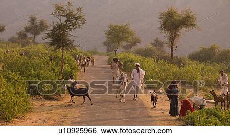 "Rajasthan, India - people with livestock" View Large Photo Image Stock Photograph - "Rajasthan, India - people with livestock". Fotosearch