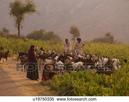 Stock Photography - "Rajasthan, India - people with livestock". Fotosearch