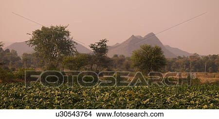 "Rajasthan, India - rural landscape" View Large Photo Image Picture - "Rajasthan, India - rural landscape". Fotosearch