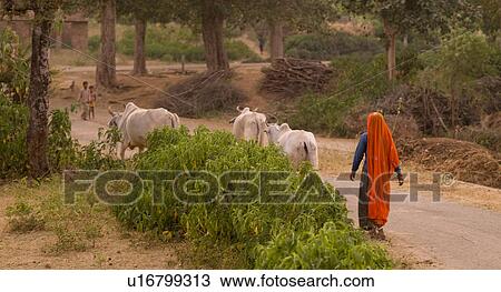 "Rajasthan, India - Woman walking with livestock" View Large Photo Image Stock Image - "Rajasthan, India - Woman walking with livestock". Fotosearch