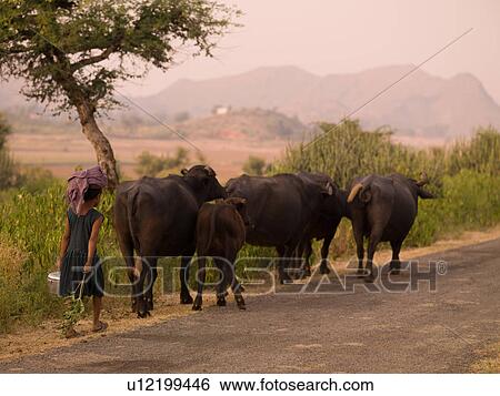 "Rajasthan, India - Woman walking with livestock" View Large Photo Image Stock Photograph - "Rajasthan, India - Woman walking with livestock". Fotosearch