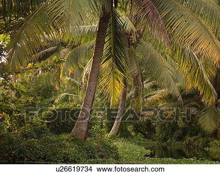 Picture - "Tropical Forest in Backwater, Kerala, South India". Fotosearch