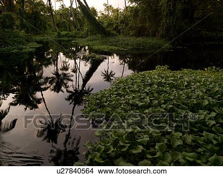 Picture - "Tropical Forest in Backwater, Kerala, South India". Fotosearch