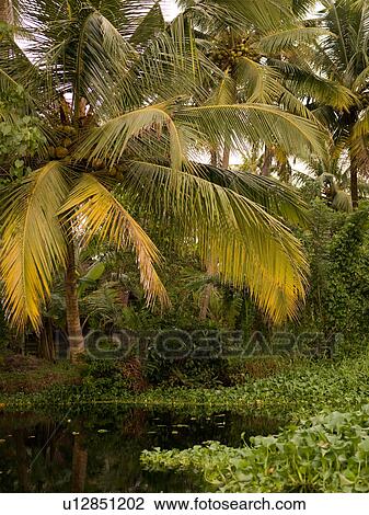 "Tropical Forest in Backwater, Kerala, South India" View Large Photo Image Stock Image - "Tropical Forest in Backwater, Kerala, South India". Fotosearch