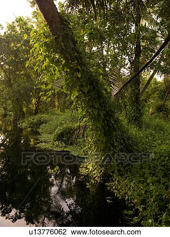 "Tropical Forest in Backwater, Kerala, South India" View Large Photo Image Stock Image - "Tropical Forest in Backwater, Kerala, South India". Fotosearch