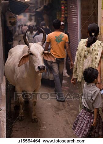 "Varanasi, India - Livestock and people in alley" View Large Photo Image Picture - "Varanasi, India - Livestock and people in alley". Fotosearch