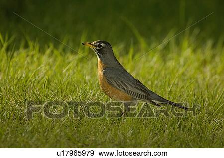 American robin, Saskatchewan, Canada View Large Photo Image Stock Photo - American robin, Saskatchewan, Canada. Fotosearch