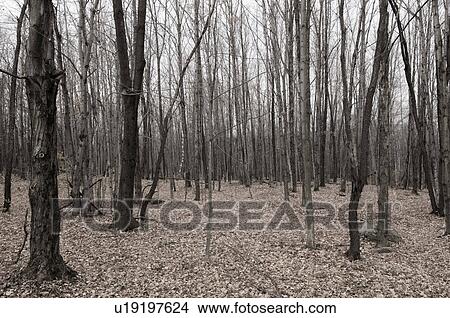 Picture - Autumn in forest, Eastern Townships, Quebec. Fotosearch