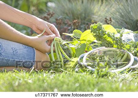 Stock Photo - Beans grown in backyard garden, Winnipeg, Canada. Fotosearch