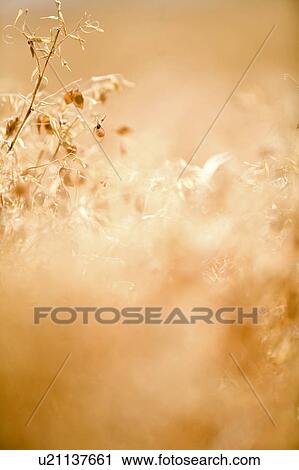 Stock Image - Close-up of lentils, Saskatchewan. Fotosearch