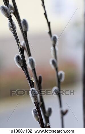 Close up of Pussy Willow Branch View Large Photo Image Stock Image - Close up of Pussy Willow Branch. Fotosearch