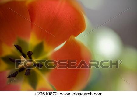 Close-up orange tulip View Large Photo Image Stock Image - Close-up orange tulip. Fotosearch