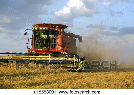 Combine approaching in field of lentils, Saskatchewan View Large Photo Image Stock Image - Combine approaching in field of lentils, Saskatchewan. Fotosearch