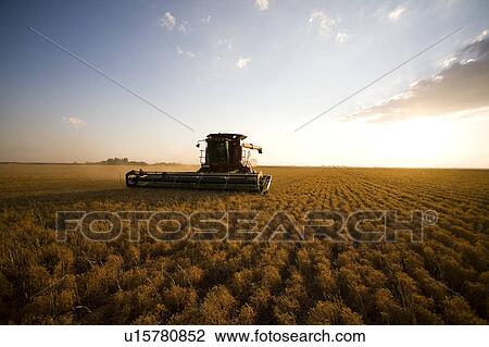 Combine approaching in field of lentils, Saskatchewan View Large Photo Image Stock Image - Combine approaching in field of lentils, Saskatchewan. Fotosearch