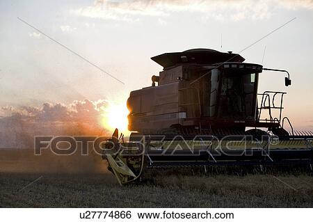Combine approaching in field of lentils, sunset behind, Saskatchewan View Large Photo Image Stock Photograph - Combine approaching in field of lentils, sunset behind, Saskatchewan. Fotosearch