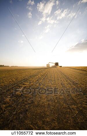 Stock Image - Combine in distance, lentils ready for harvest, Saskatchewan. Fotosearch