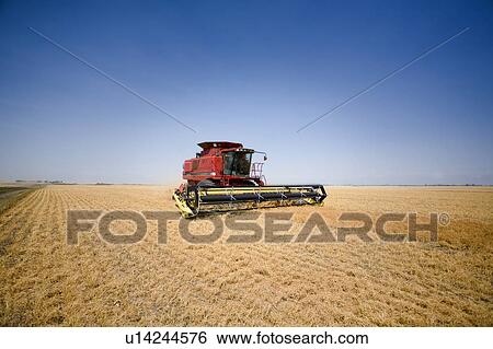 Combine in field of lentils, Regina, Saskatchewan, Canada View Large Photo Image Stock Photograph - Combine in field of lentils, Regina, Saskatchewan, Canada. Fotosearch