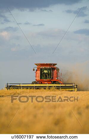 Combine in field of lentils, Saskatchewan View Large Photo Image Stock Photo - Combine in field of lentils, Saskatchewan. Fotosearch