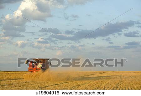 Stock Photograph - Combine moving down the field of lentils, Saskatchewan. Fotosearch