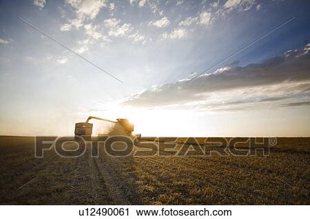 Stock Image - Combine unloading lentils into grain truck, Saskatchewan. Fotosearch