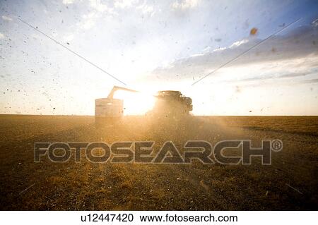 Stock Image - Combine unloads lentils in truck at sunset, Saskatchewan. Fotosearch