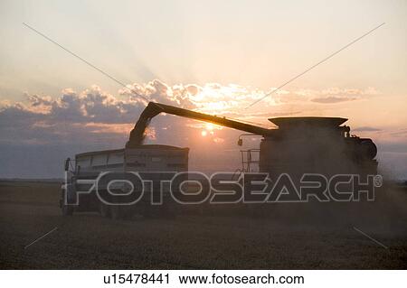 Combine unloads lentils in truck at sunset, Saskatchewan View Large Photo Image Stock Image - Combine unloads lentils in truck at sunset, Saskatchewan. Fotosearch