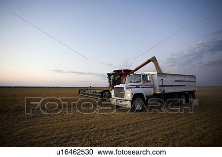Combine unloads lentils in truck at sunset, Saskatchewan View Large Photo Image Stock Image - Combine unloads lentils in truck at sunset, Saskatchewan. Fotosearch