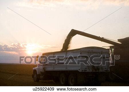 Combine unloads lentils in truck at sunset, Saskatchewan View Large Photo Image Stock Photo - Combine unloads lentils in truck at sunset, Saskatchewan. Fotosearch