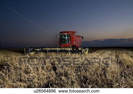 Combining lentils at night, Saskatchewan View Large Photo Image Stock Photograph - Combining lentils at night, Saskatchewan. Fotosearch