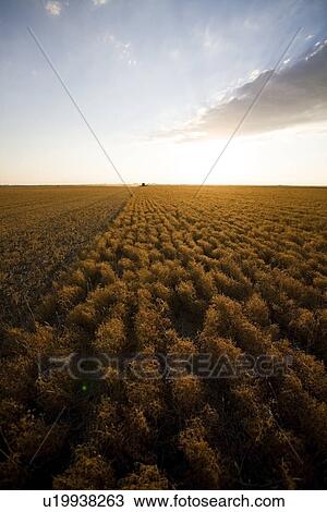 Stock Image - Combining lentils at sunset, Saskatchewan. Fotosearch