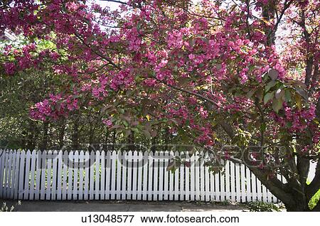 Crabapple tree in bloom with white fence, Eastern Townships, Quebec View Large Photo Image Stock Photo - Crabapple tree in bloom with white fence, Eastern Townships, Quebec. Fotosearch