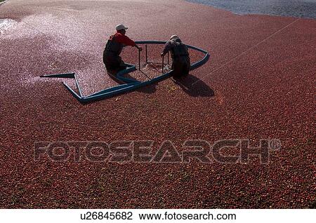 Cranberry harvest in Villeroy, Quebec View Large Photo Image Stock Image - Cranberry harvest in Villeroy, Quebec. Fotosearch