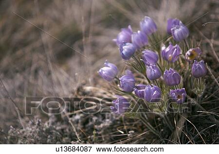 Stock Photo - Crocuses (genus Crocus) is a flowering plant and one of the first to emerge out of a Canadian winter; this bunch of prairie crocus was photographed in the hills surrounding Whitehorse, Yukon.. Fotosearch