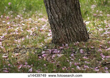 Fallen cherry blossoms (Prunus serrulata) presents a clear picture of spring in Edmonton, Alberta. View Large Photo Image Stock Photo - Fallen cherry blossoms (Prunus serrulata) presents a clear picture of spring in Edmonton, Alberta.. Fotosearch