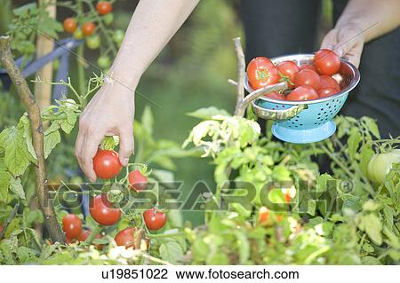 Stock Image - Fresh tomatoes being picked from backyard garden, Winnipeg, Canada. Fotosearch