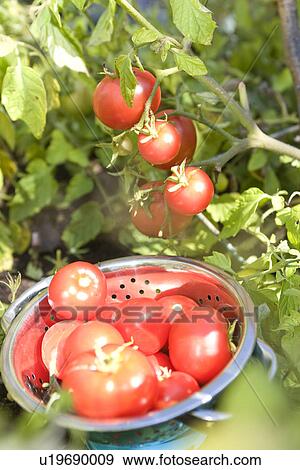Stock Photo - Fresh tomatoes in backyard garden, Winnipeg, Canada. Fotosearch