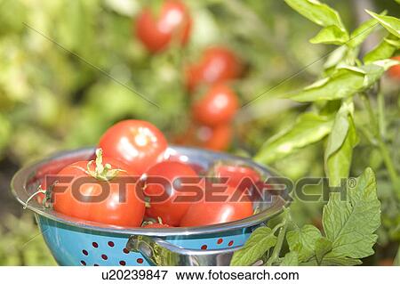 Fresh tomatoes in backyard garden, Winnipeg, Canada View Large Photo Image Stock Photo - Fresh tomatoes in backyard garden, Winnipeg, Canada. Fotosearch