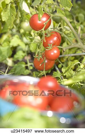 Stock Photo - Fresh tomatoes in backyard garden, Winnipeg, Canada. Fotosearch