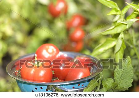 Fresh tomatoes in backyard garden, Winnipeg, Canada View Large Photo Image Stock Photograph - Fresh tomatoes in backyard garden, Winnipeg, Canada. Fotosearch