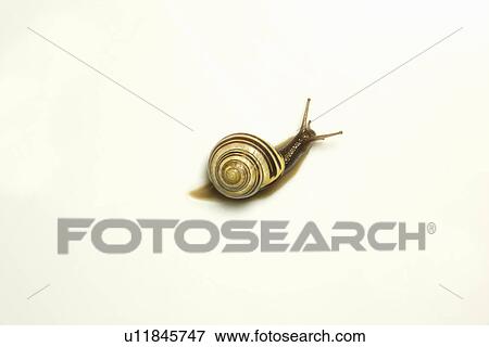 Stock Photo - Garden snail, Ontario. Fotosearch