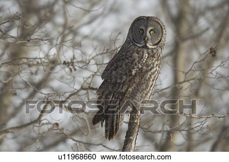 Stock Image - Great gray owl in late winter forest, Saskatchewan, Canada. Fotosearch