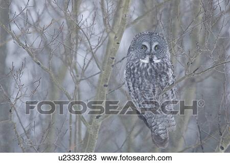 Stock Image - Great gray owl in winter aspen forest, Saskatchewan, Canada. Fotosearch