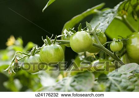 Stock Image - Green tomatoes. Fotosearch