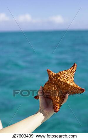 Stock Photo - Hand holding starfish, CamagÃƒÂ¼ey, Cuba. Fotosearch
