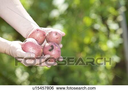 Stock Photograph - Hands holding potatoes from backyard garden, Winnipeg, Canada. Fotosearch