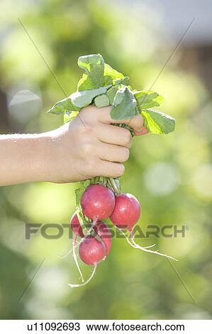 Hands holding radishes from backyard garden, Winnipeg, Canada View Large Photo Image Stock Image - Hands holding radishes from backyard garden, Winnipeg, Canada. Fotosearch