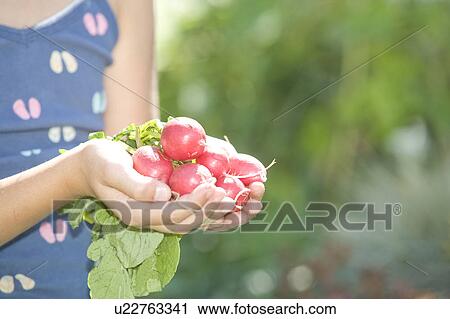 Stock Image - Hands holding radishes from backyard garden, Winnipeg, Canada. Fotosearch