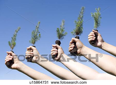 Stock Image - Hands holding up tree seedlings, Winnipeg, Canada. Fotosearch
